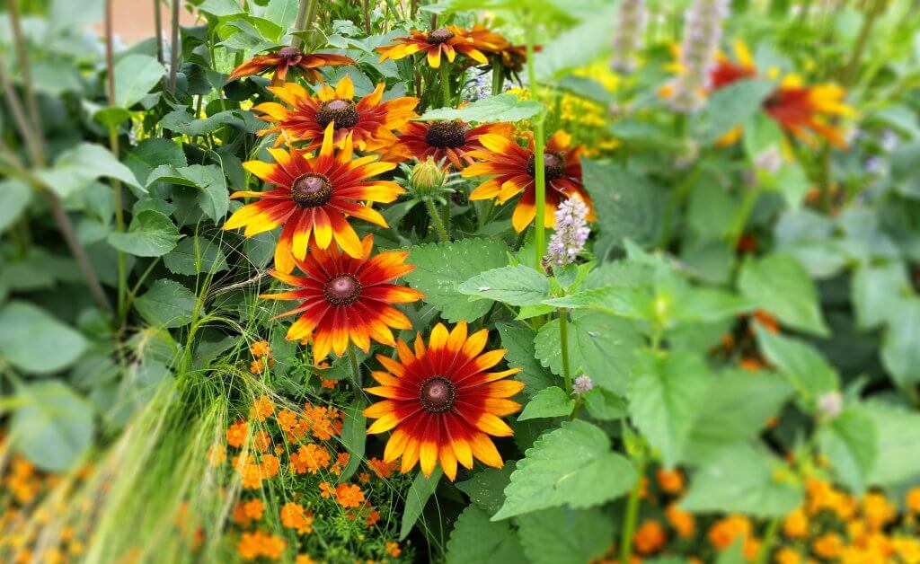 Beet- und Balkonpflanzen: Orange Blüten