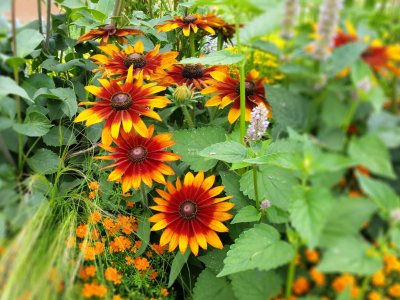 Beet- und Balkonpflanzen: Orange Blüten Beet- und Balkonpflanzen: Orange Blüten